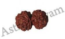 Gaurishanker Rudraksha Beads