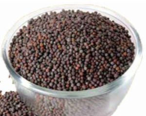 Black Mustard Seeds