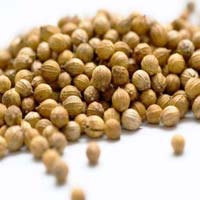 Coriander Seeds