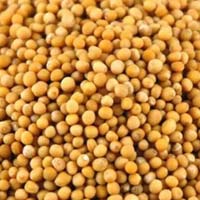 Yellow Mustard Seeds