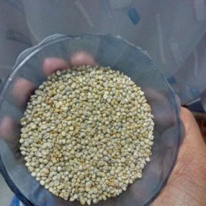 Green Millet