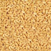 Wheat Seeds