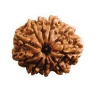 10 Mukhi Rudraksha Beads