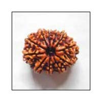 11 Mukhi Nepali Rudraksha Beads