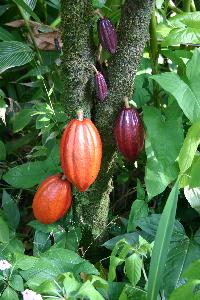 Cocoa Butter Plant