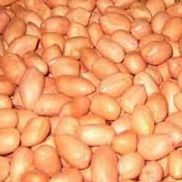 Groundnut Seed