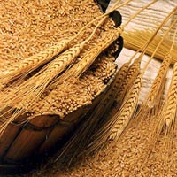 Ground Wheat
