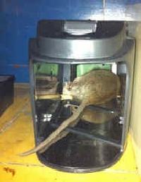 rat killing products