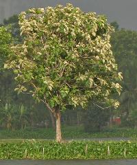 Teak Plant