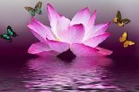 lotus flowers