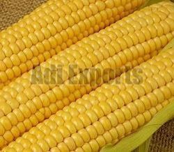 Yellow Corn