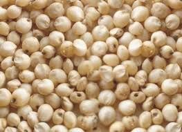 Jowar Seeds