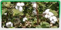 Indian Raw Cotton