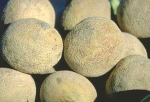 Fresh Muskmelon