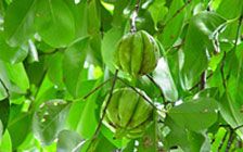 Garcinia Cambogia