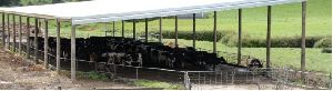 Cattle Sheds