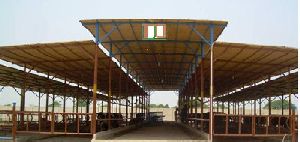 Cattle Sheds