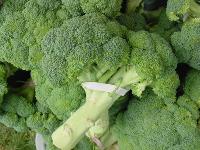 Broccoli (Brassica oleracea)