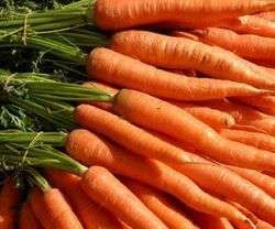 Carrot