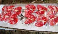 Fresh Anthurium Flowers