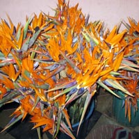 Fresh Bird of Paradise Flowers