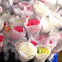 Fresh Carnation Flowers