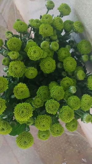 Fresh Chrysanthemum Flowers