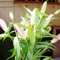 Fresh Oriental Lily Flowers