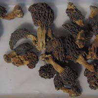 Dried Morel Mushrooms (gucchi)