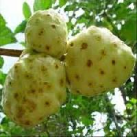 morinda citrifolia fruits