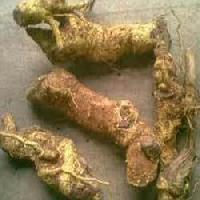 Salacia Reticulata Roots