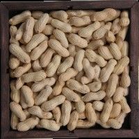 In Shell Peanuts