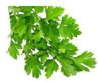 Parsley Leaves