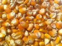 Maize Cattle Feed