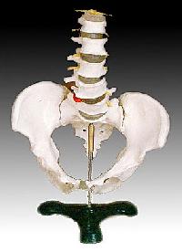 life-size pelvis 5pcs lumbar vertebrae model