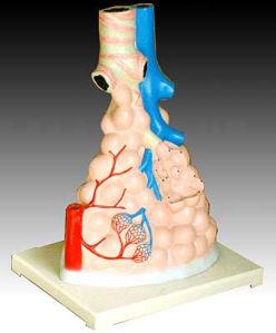 KK - 038 : Magnified Pulmonary Alveoli Model