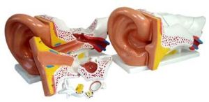 KK - 041 : New Style Giant Ear Model