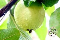 Fresh Guava