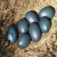 poultry farm emu bird eggs