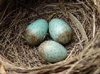 birds egg
