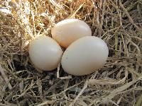 Duck Eggs