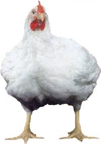 Broiler Chicken