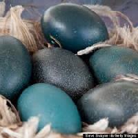 emu bird eggs