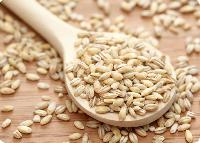 barley grain