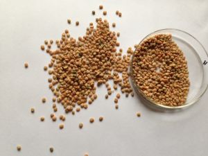 Guar Seeds