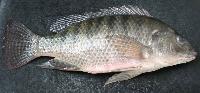 Tilapia Fish