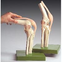 Knee Joint Model