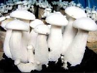 milky white mushroom