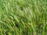 barley grass