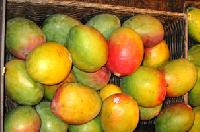 Alphonso Mangoes